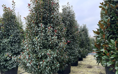 photinia photinia photinia photinia